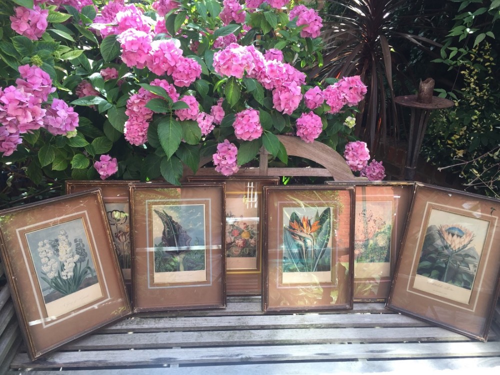 highly decorative group of 7 early c19th coloured botanical engravings in deep 'shadowbox' frames