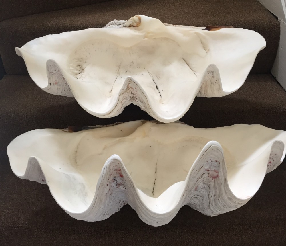 pair of late c19th early c20th giant clam shells or tridacna gigas