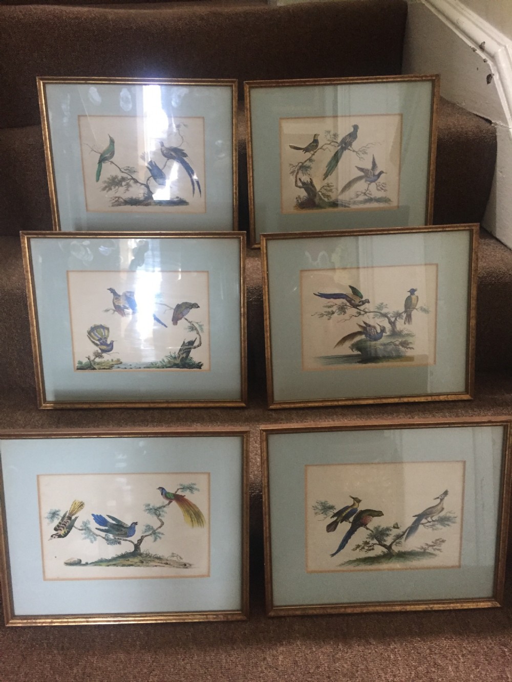 smart decorative set of 6 c19th giltframed coloured engravings of exotic birds